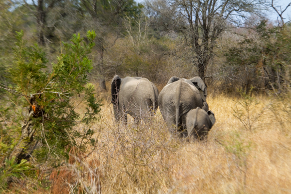 20120728   Sudafrica 0231